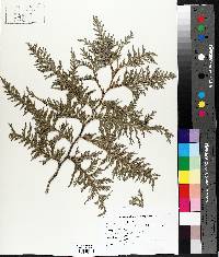 Thuja occidentalis image