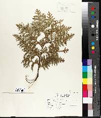 Thuja occidentalis image