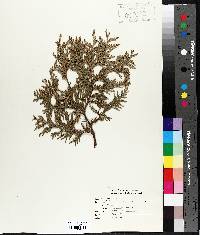 Thuja occidentalis image