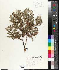 Thuja occidentalis image