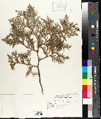 Thuja occidentalis image