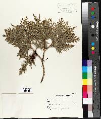 Thuja occidentalis image