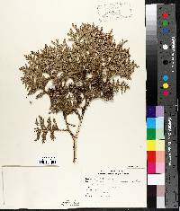 Thuja occidentalis image