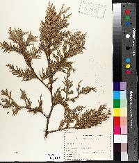 Thuja occidentalis image