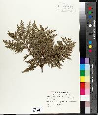 Thuja occidentalis image