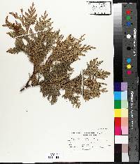 Thuja occidentalis image