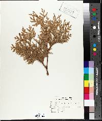 Thuja occidentalis image