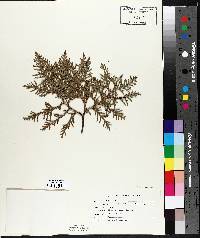 Thuja occidentalis image