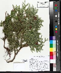 Thuja occidentalis image