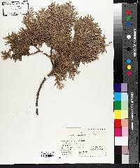 Thuja occidentalis image