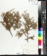 Thuja occidentalis image