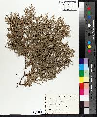 Thuja occidentalis image