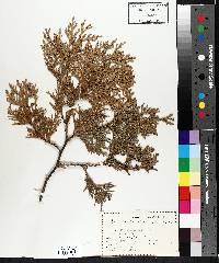 Thuja occidentalis image