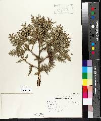 Thuja occidentalis image