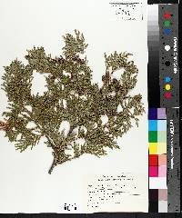 Thuja occidentalis image