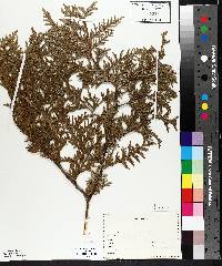 Thuja occidentalis image