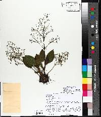 Alisma subcordatum image