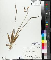 Sagittaria cristata image