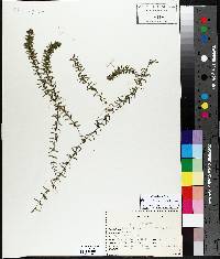 Elodea canadensis image