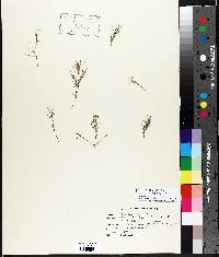 Najas guadalupensis image