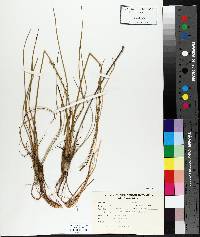 Triglochin maritima image