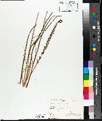 Triglochin maritima image