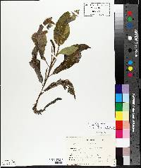 Potamogeton amplifolius image