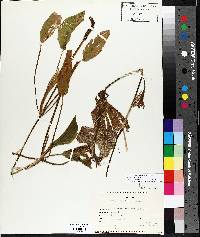 Potamogeton amplifolius image
