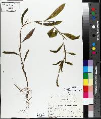 Potamogeton illinoensis image