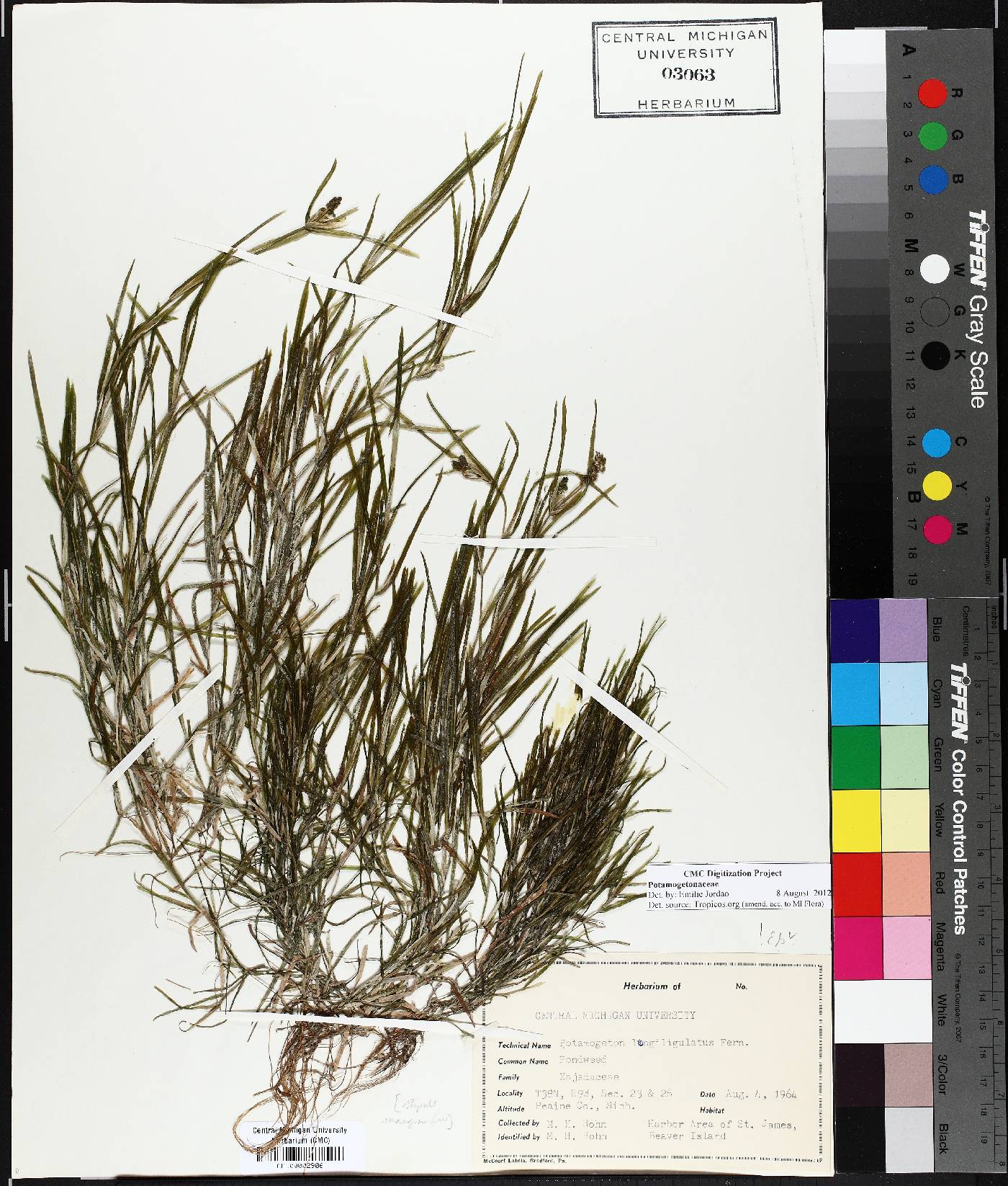 Potamogeton longiligulatus image