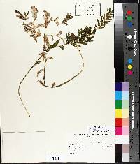 Potamogeton richardsonii image
