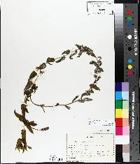 Potamogeton richardsonii image