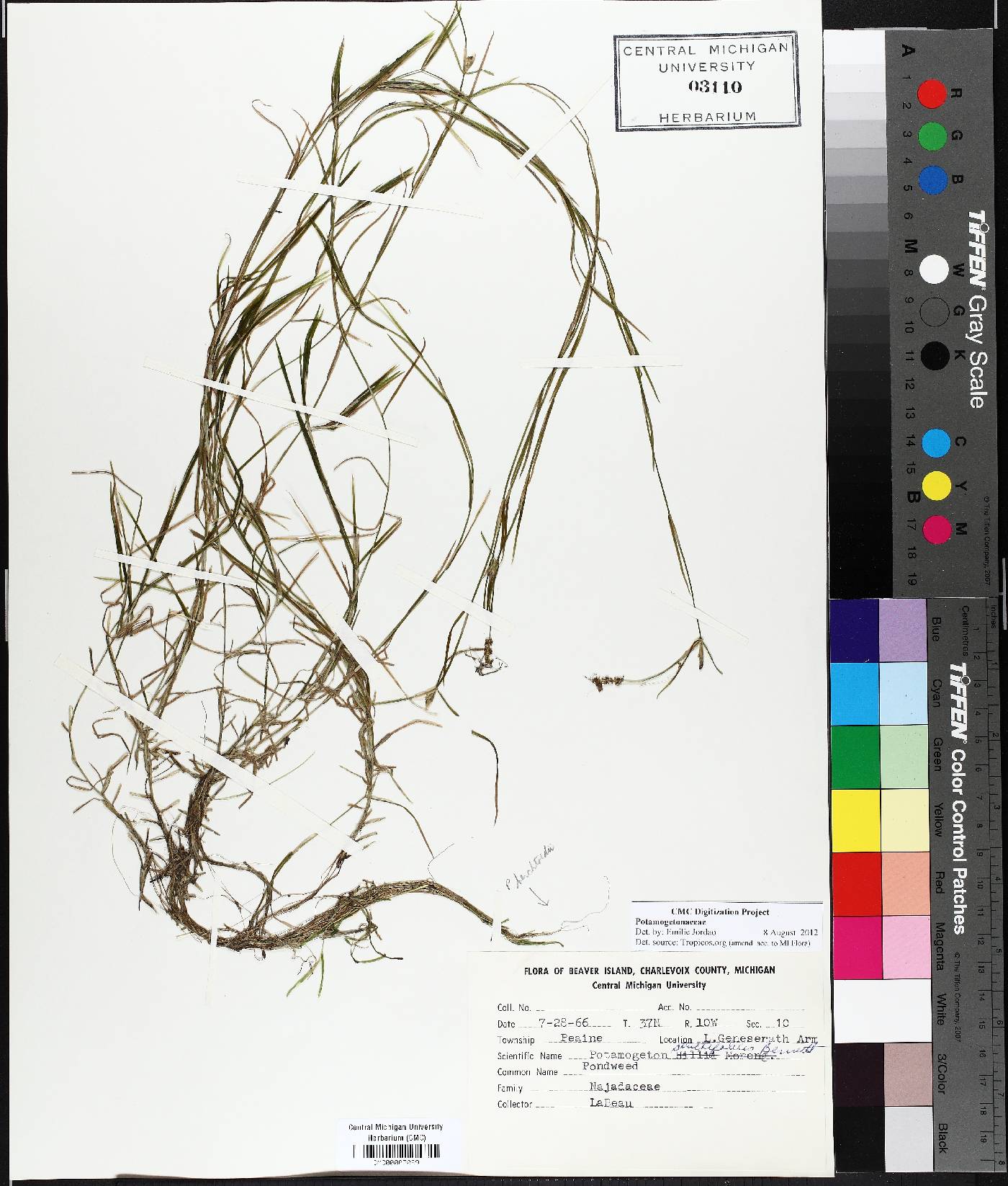 Potamogeton berchtoldii image