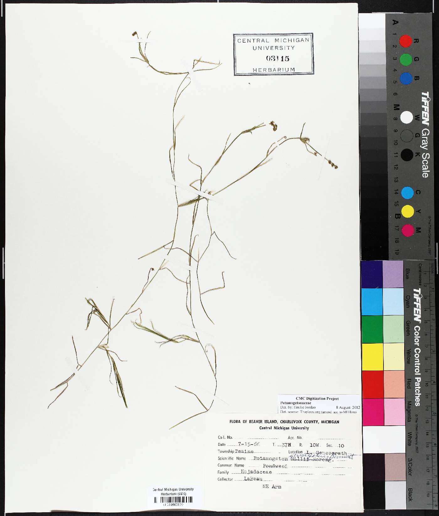 Potamogeton strictifolius image