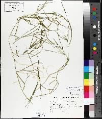 Potamogeton zosteriformis image