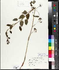 Smilax ecirrhata image