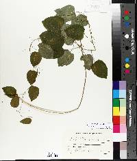 Smilax herbacea image