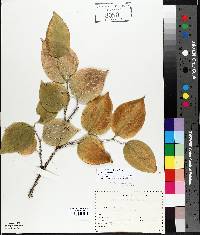 Smilax tamnoides image