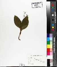 Clintonia borealis image