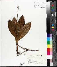 Clintonia borealis image