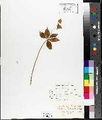 Medeola virginiana image