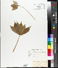 Medeola virginiana image