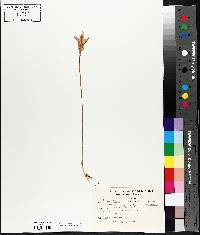 Arethusa bulbosa image