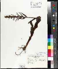 Coeloglossum viride image