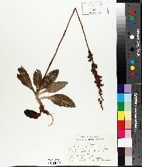 Goodyera oblongifolia image