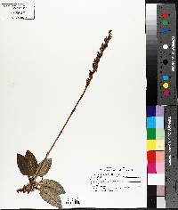 Goodyera tesselata image