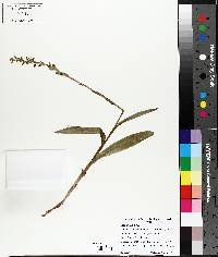 Platanthera hyperborea image