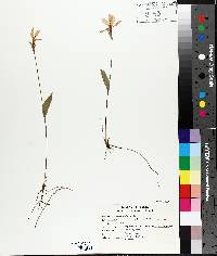 Pogonia ophioglossoides image