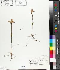 Pogonia ophioglossoides image