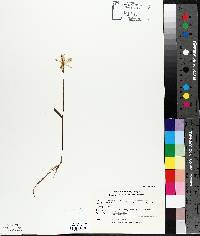 Pogonia ophioglossoides image